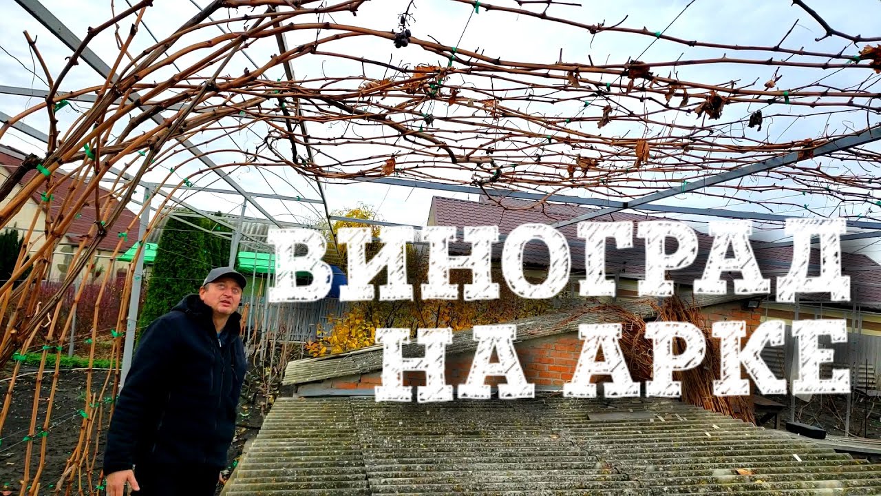 ОБРЕЗКА ВИНОГРАДА НА АРКЕ. КАК ПРАВИЛЬНО ФОРМИРОВАТЬ ПЕРГОЛУ.