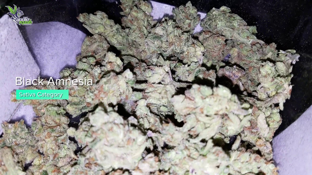 Viewing Entries at Dizzy Duck Coffeeshop Den Haag &bull; Jack Herer Cup Amsterdam 2020