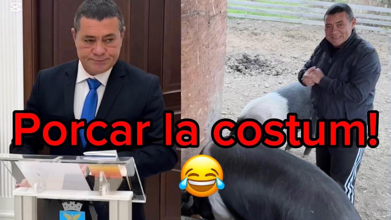 De la costum…, la porci.😂🤷🏻‍♂️ Porci de 250 kg+, porci Bazna, iezi și capre. Ferma “Lucky Horse”❤️