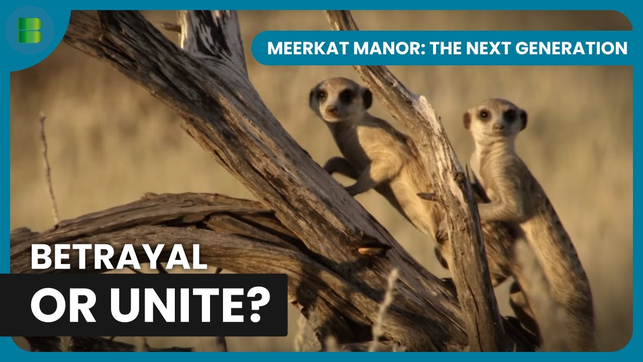 Meerkat Group Struggles to Stay United | Meerkat Manor: The Next Generation