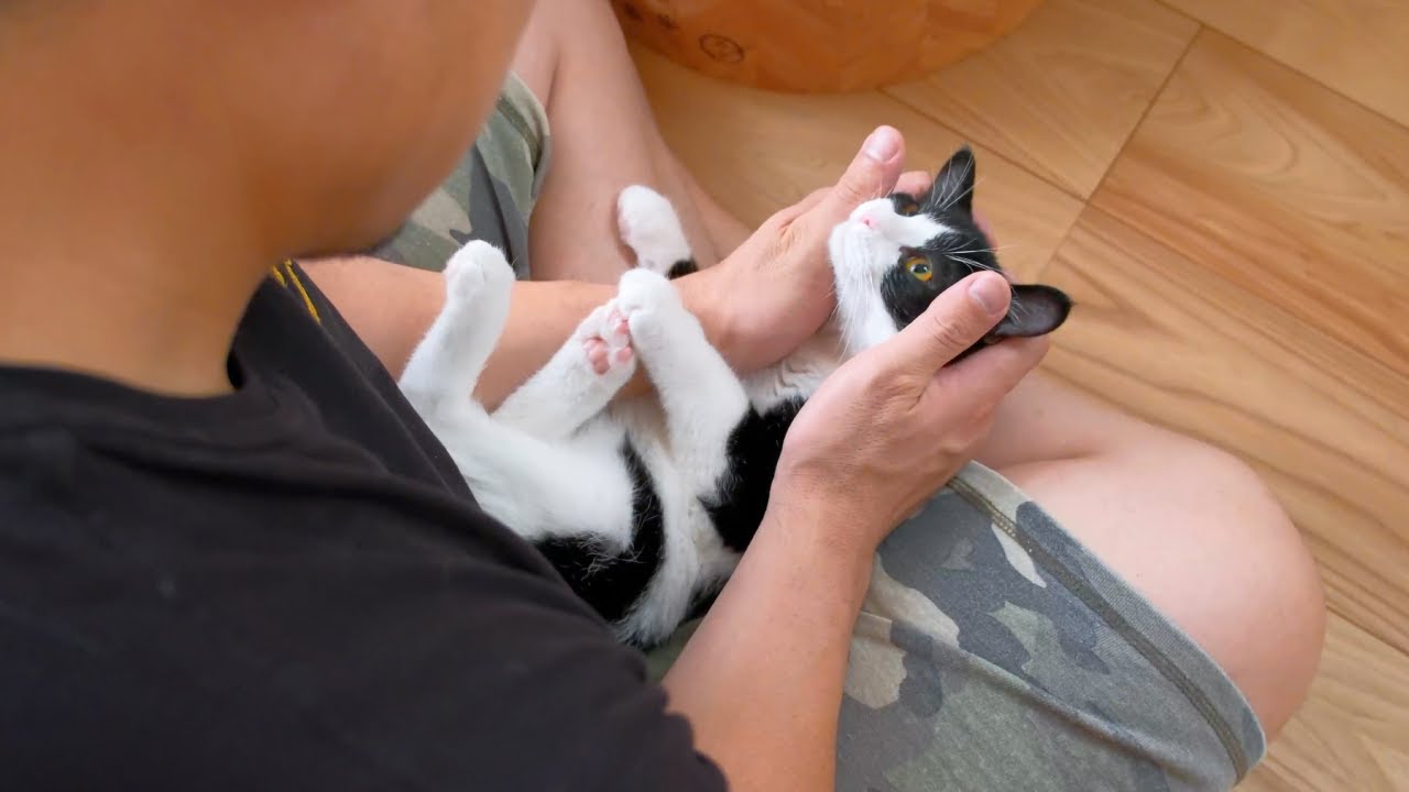人見知り子猫が優しいマッチョにだけ見せた姿に癒される