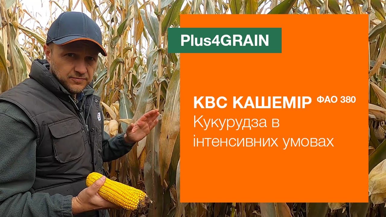 КВС КАШЕМІР. Кукурудза в інтенсивних умовах | Гібриди бренду Plus4GRAIN