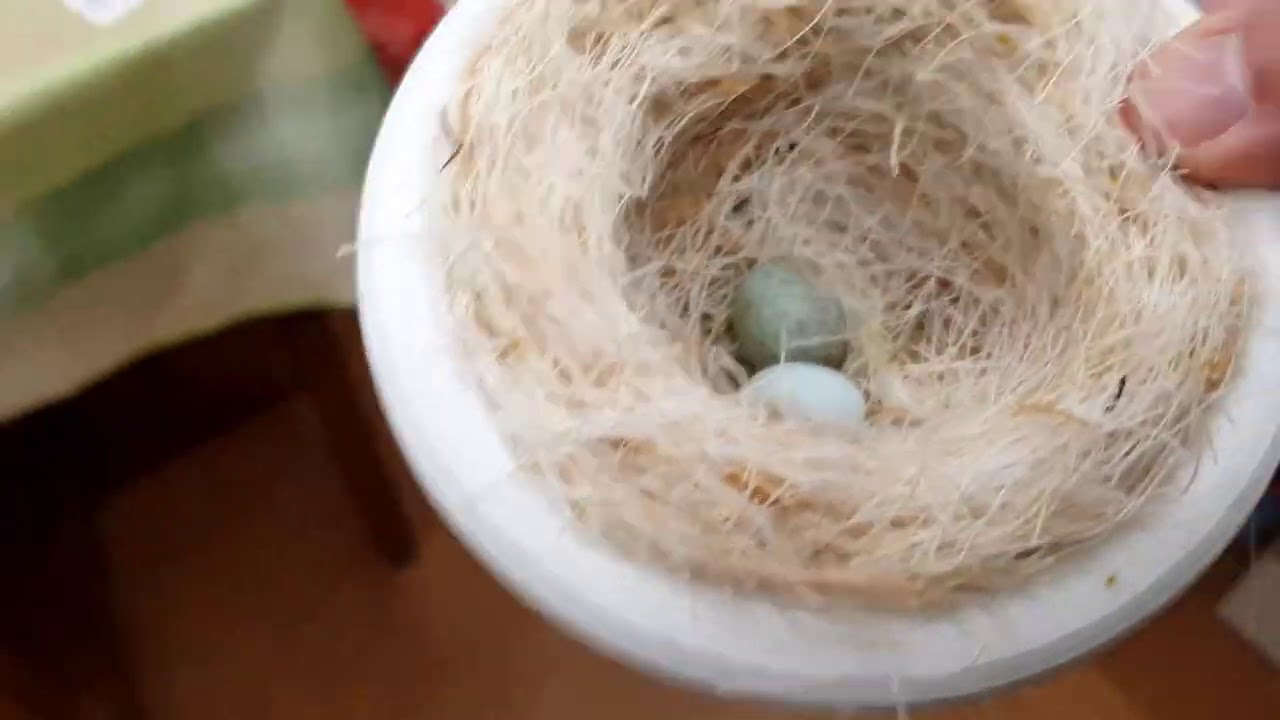 Teil 5. Kanarienzucht Harzer Roller. Weitere Nestkontrolle. Die ersten Nester und die ersten Eier.
