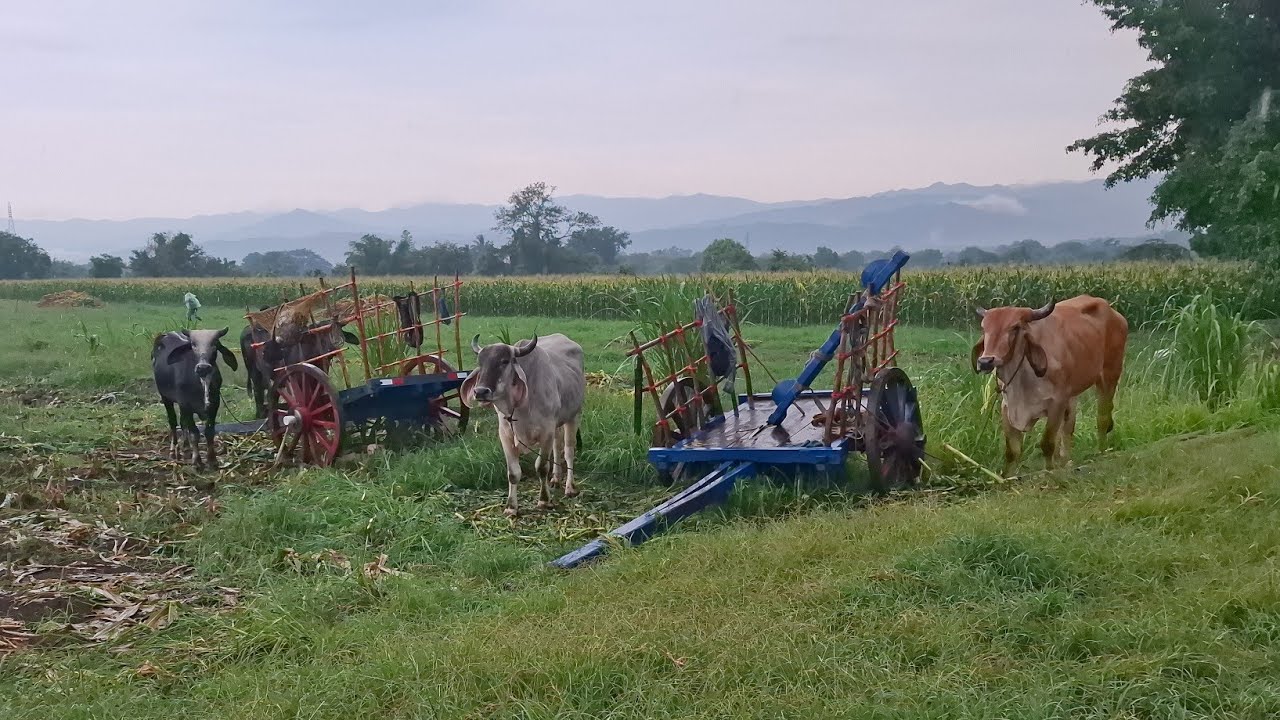 As&iacute; se siente la lluvia en el campo. El Salvador 🇸🇻
