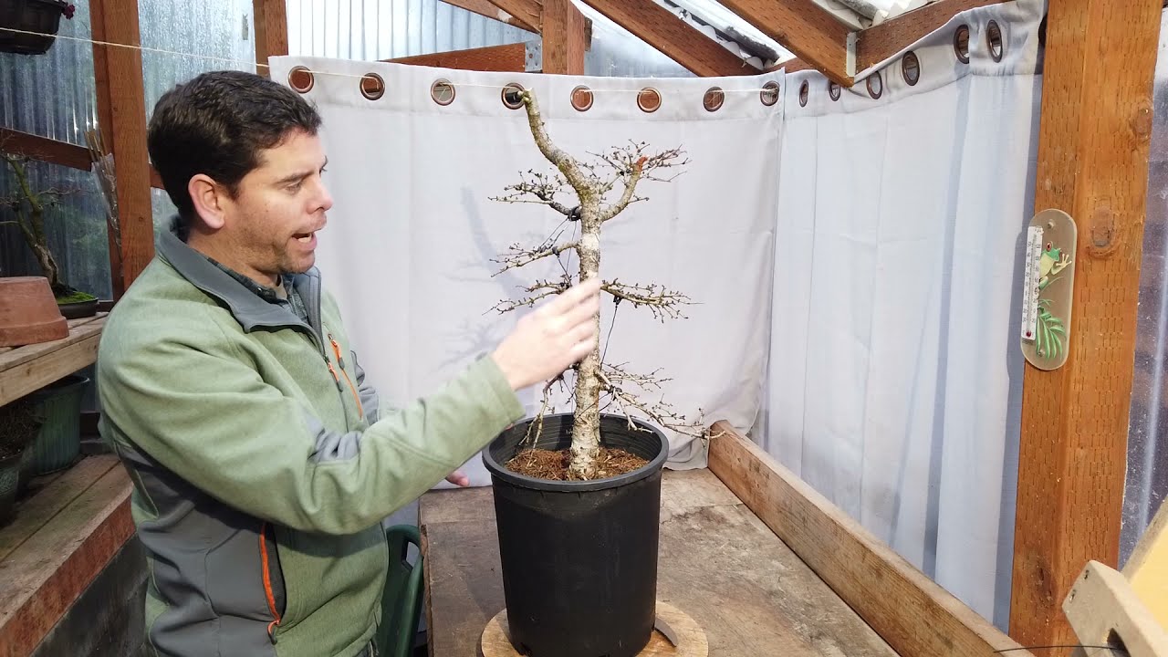 A Wild Larch... 