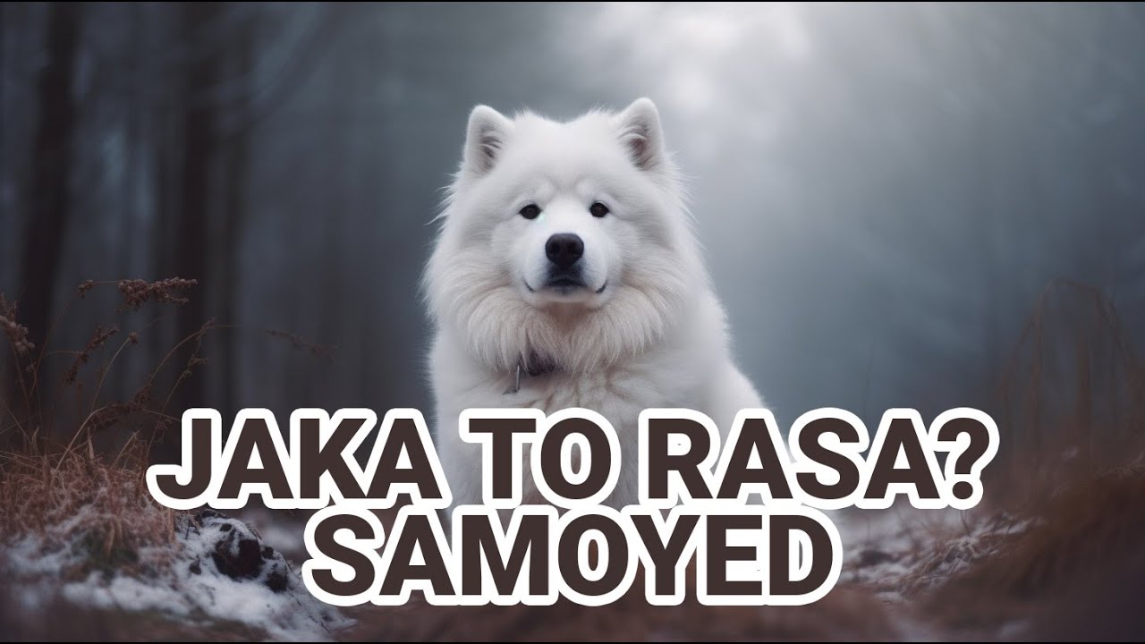 Samoyed - jaki jest i jakie ma potrzeby? Krótka charakterystyka psów tej rasy.