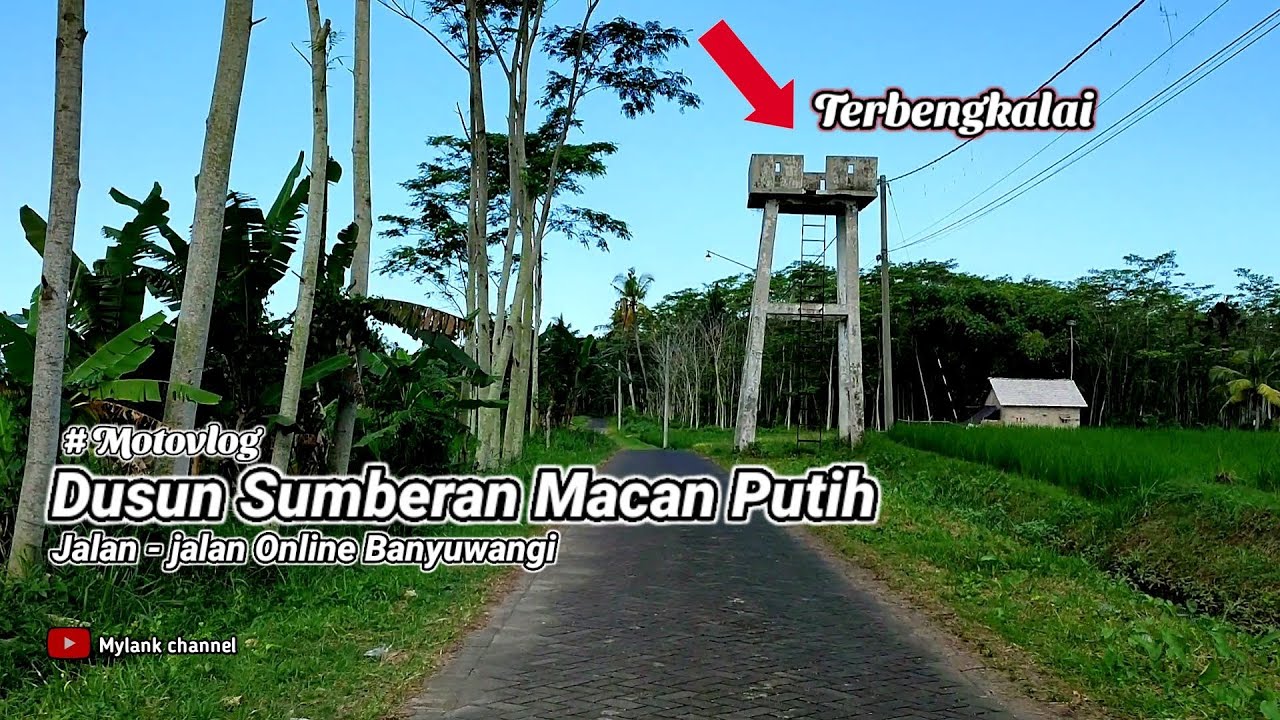 Terbaru !!! Dusun Sumberan Macan Putih Banyuwangi || Mylank channel