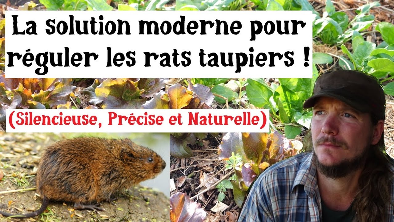 Solution écologique pour réguler les rats taupiers (campagnols) au jardin !
