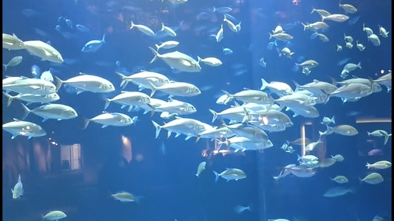 四国水族館 大水槽 + ウツボ ! + クラゲ + イルカなど  イケBGMで  BGM=MusMus #水族館