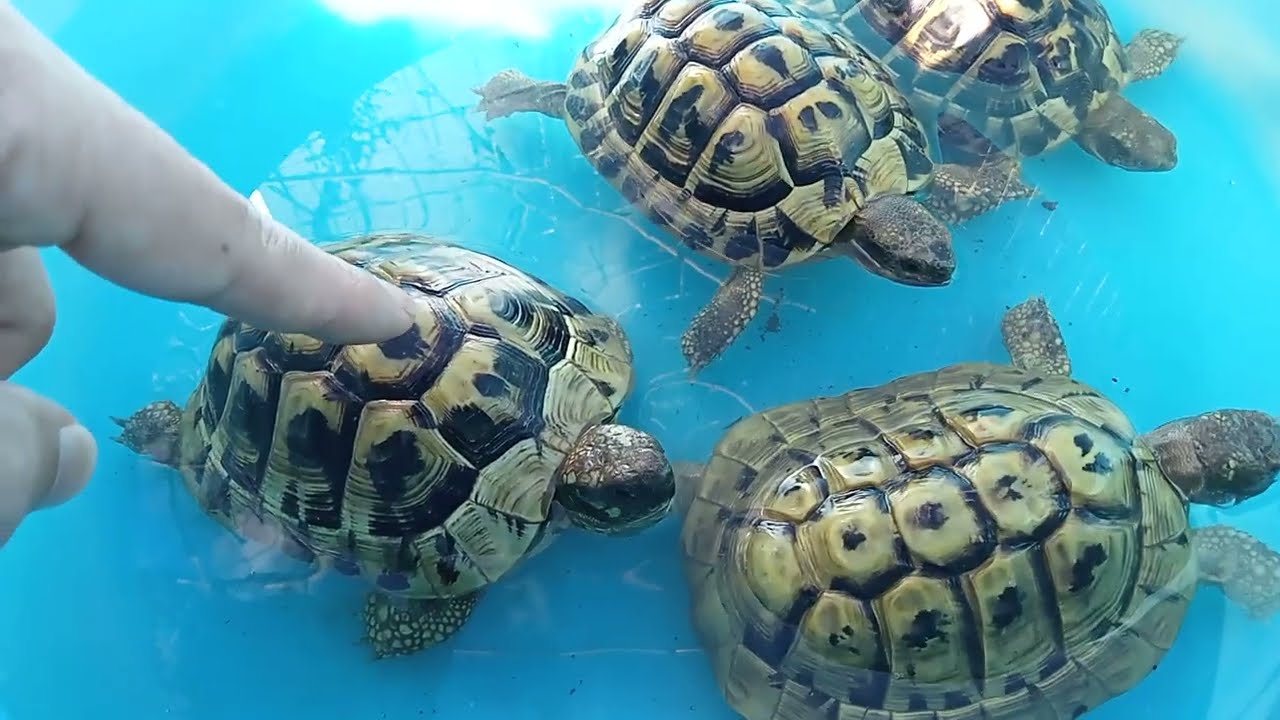 Cosa fare quando le tartarughe si risvegliano dal letargo: bagno, idratazione e nutrimento!🐢