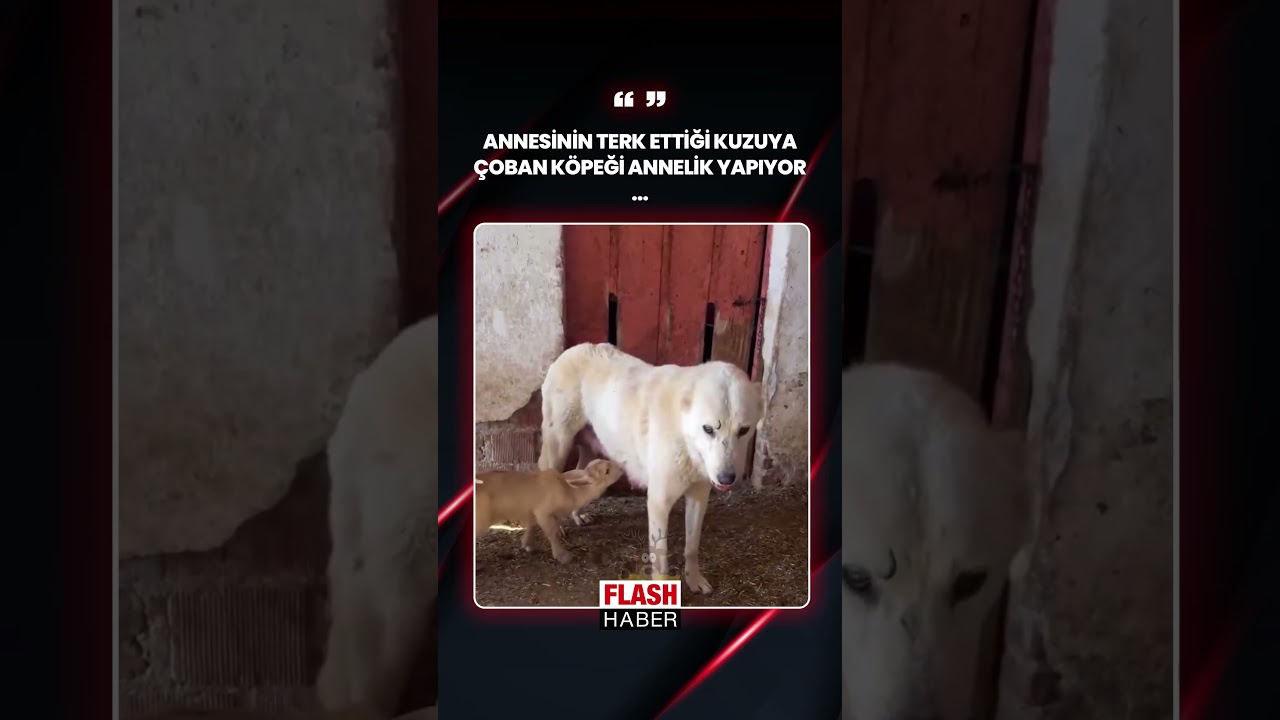 Annesinin Terk Ettiği Kuzuya &Ccedil;oban K&ouml;peği Annelik Yapıyor | 25.02.2026