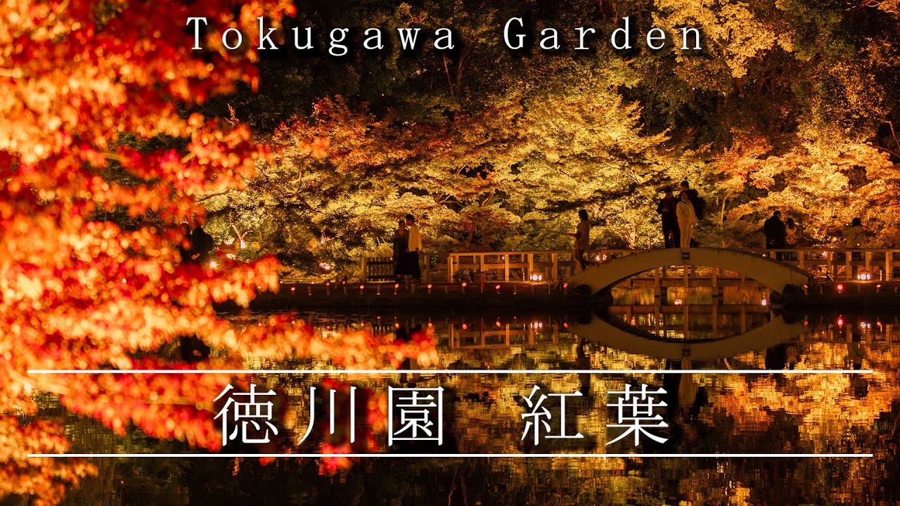 【4K】夜の庭園に浮かぶ秋色　名古屋・徳川園で紅葉祭　名古屋市東区 Tokugawa Garden Autumn leaves　Japanese garden autumn leaves