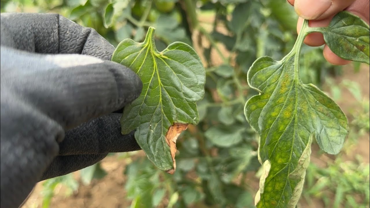 【キュウリ】葉っぱが病気で枯れたり斑点が出た時の治しかた【トマト】葉かき以外にやること【ナス】大きく実らせるコツ　24/6/17
