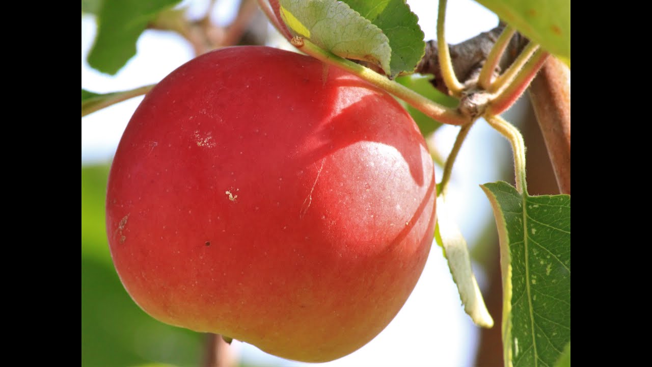 Heirloom Fruit Orchard