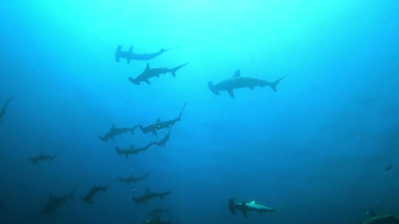This is Mikomoto island, Japan