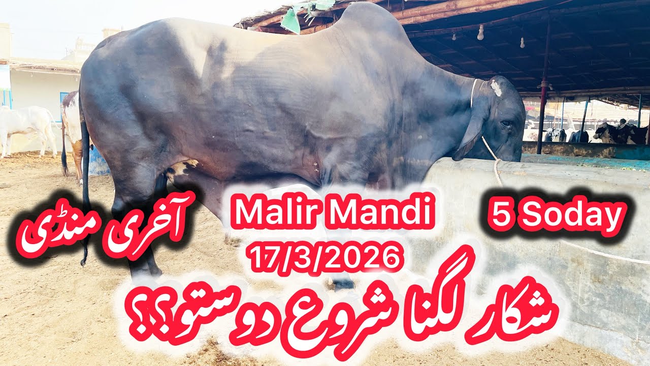 Malir Mandi Karachi Cattle Latest Rates Updates In Ramzan 17/3/2026 | Cow Mandi 2026 |Bakra Eid 2026