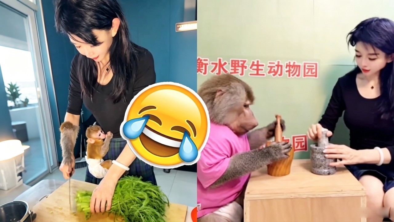 Hengshui Wild Animal Park Baboon Human-Monkey Affection Daily Account