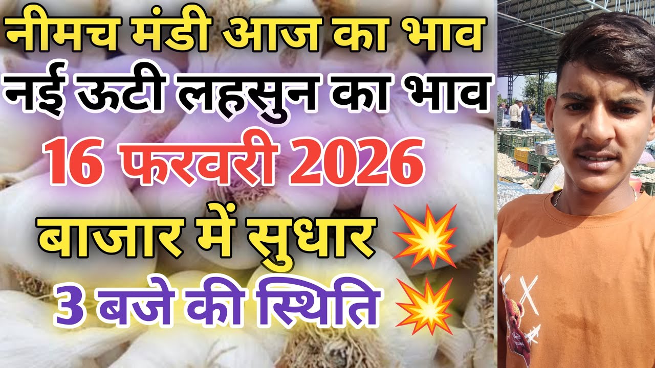 नीमच मंडी आज का नई लहसुन का भाव  / Neemuch mandi bhav today /Neemuch mandi lahsun bhav
