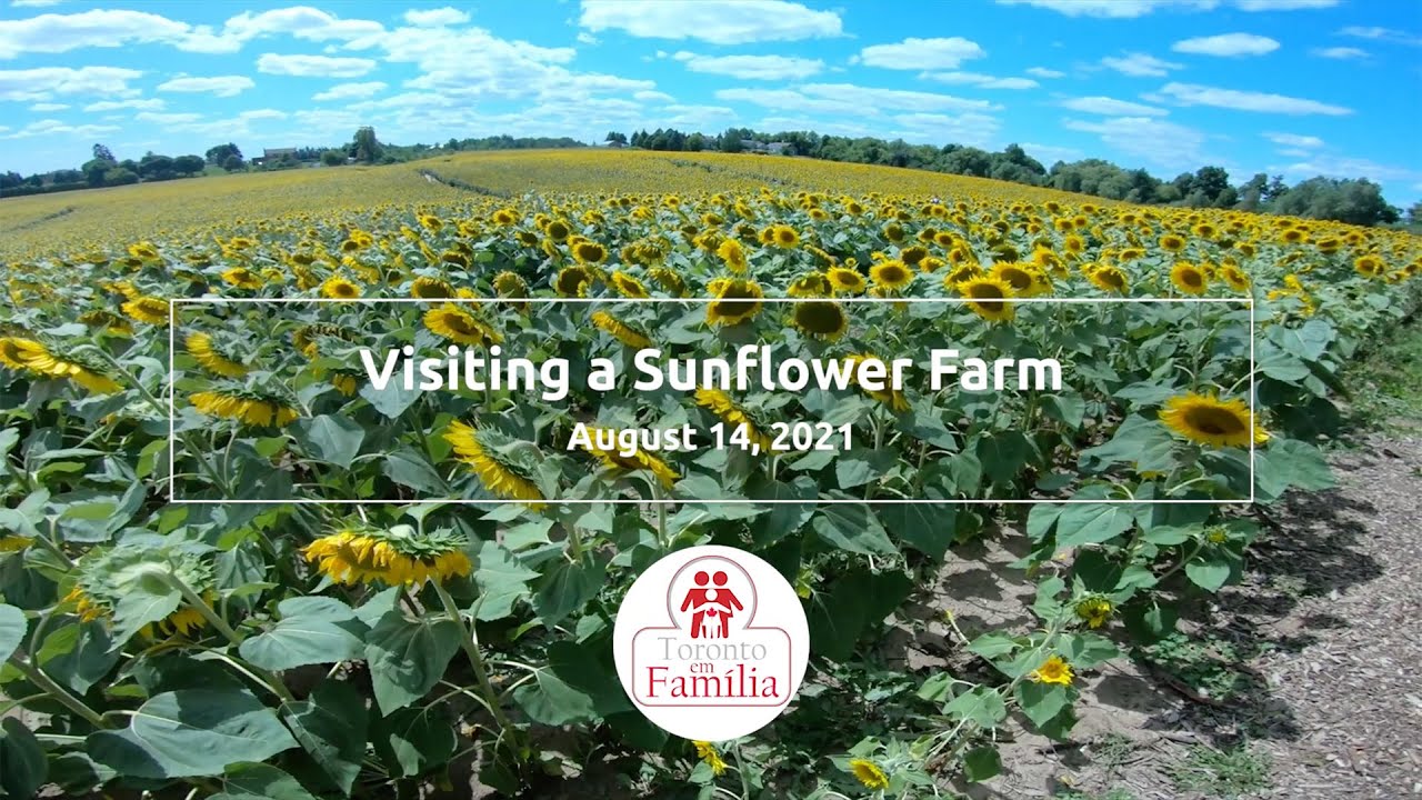 Visiting a Sunflower farm - Campbell's Cross Farm