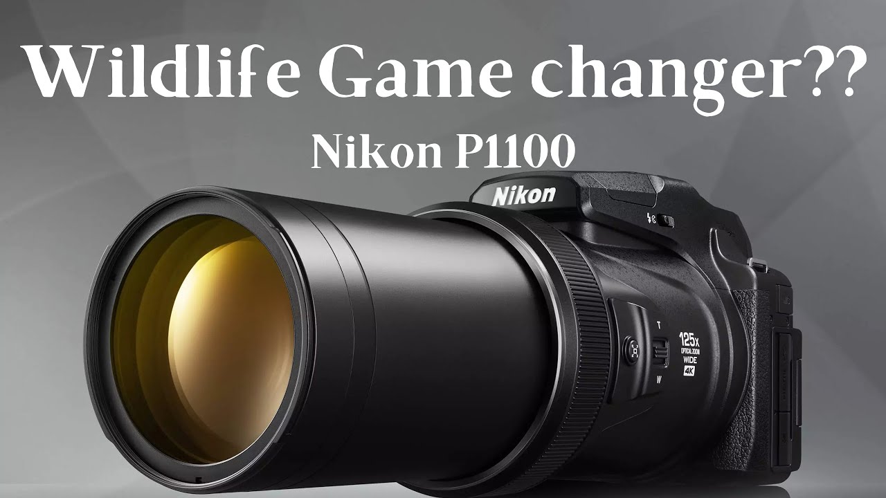 Nikon Coolpix P1100 — непревзойденный компактный зверь для съемки дикой природы и птиц. Примеры с...