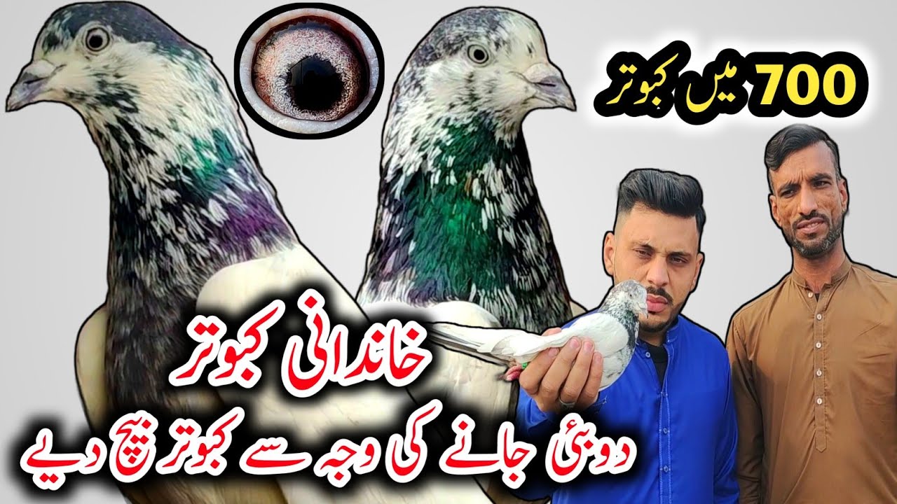 Ali Waly Kabootar 💯% // Lakhy Kabootar // Chapray Kabootar // High Flyer Pigeons // Teddy Kabootar