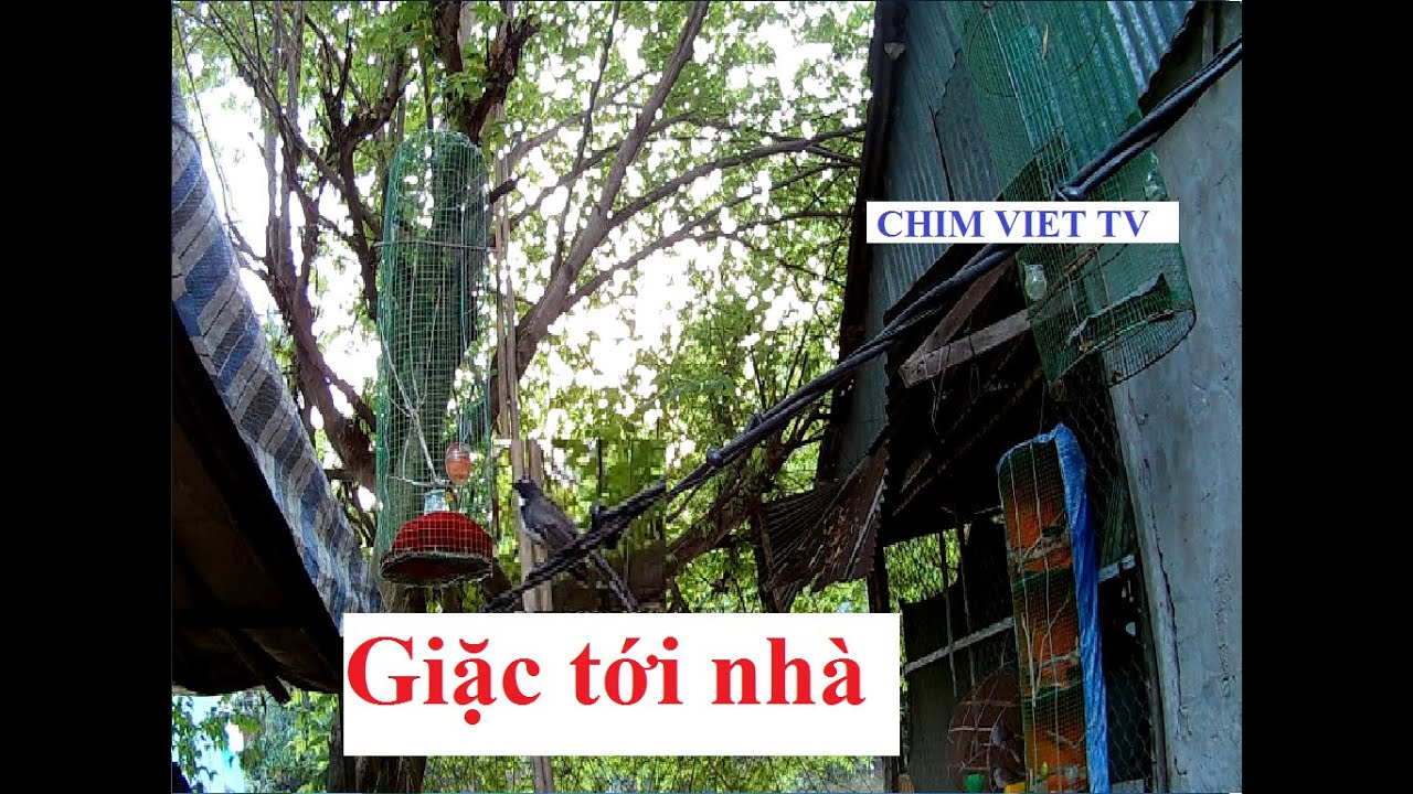 Chim rẻ quạt bổi hiếu chiến | The warlike Rhipiduridae