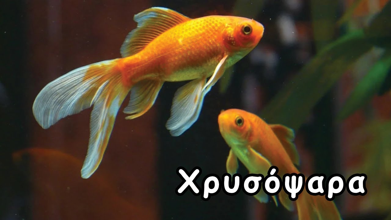 Χρυσόψαρα (Goldfish) – Φροντίδα & Όσα Πρέπει να Ξέρεις