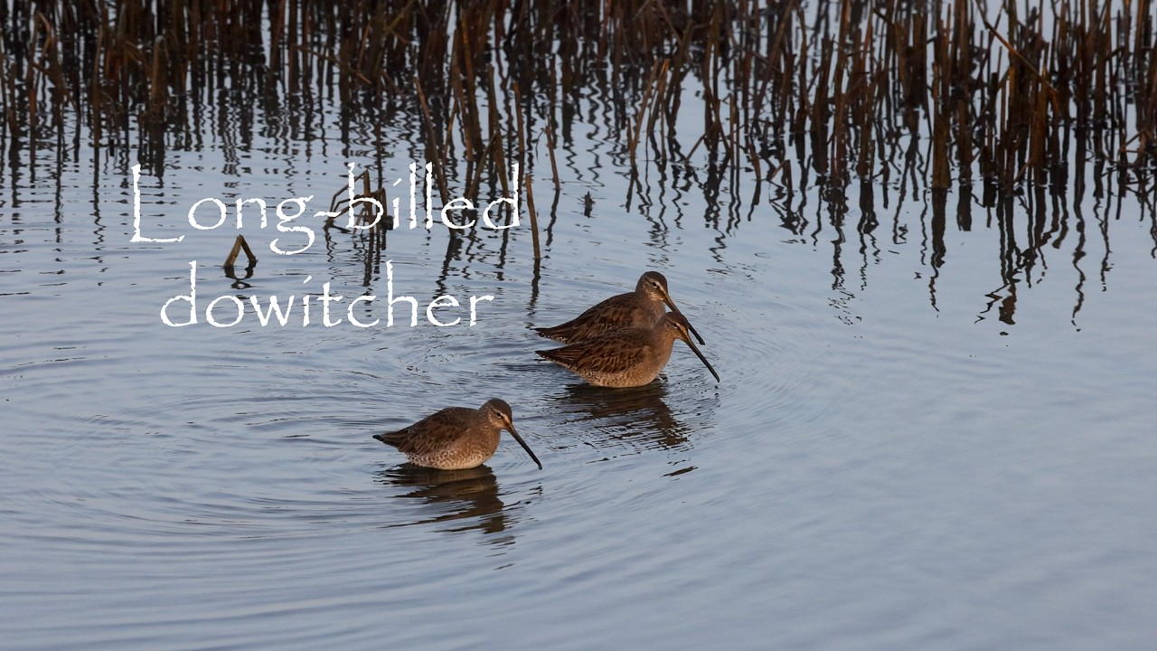 Long-billed Dowitcher