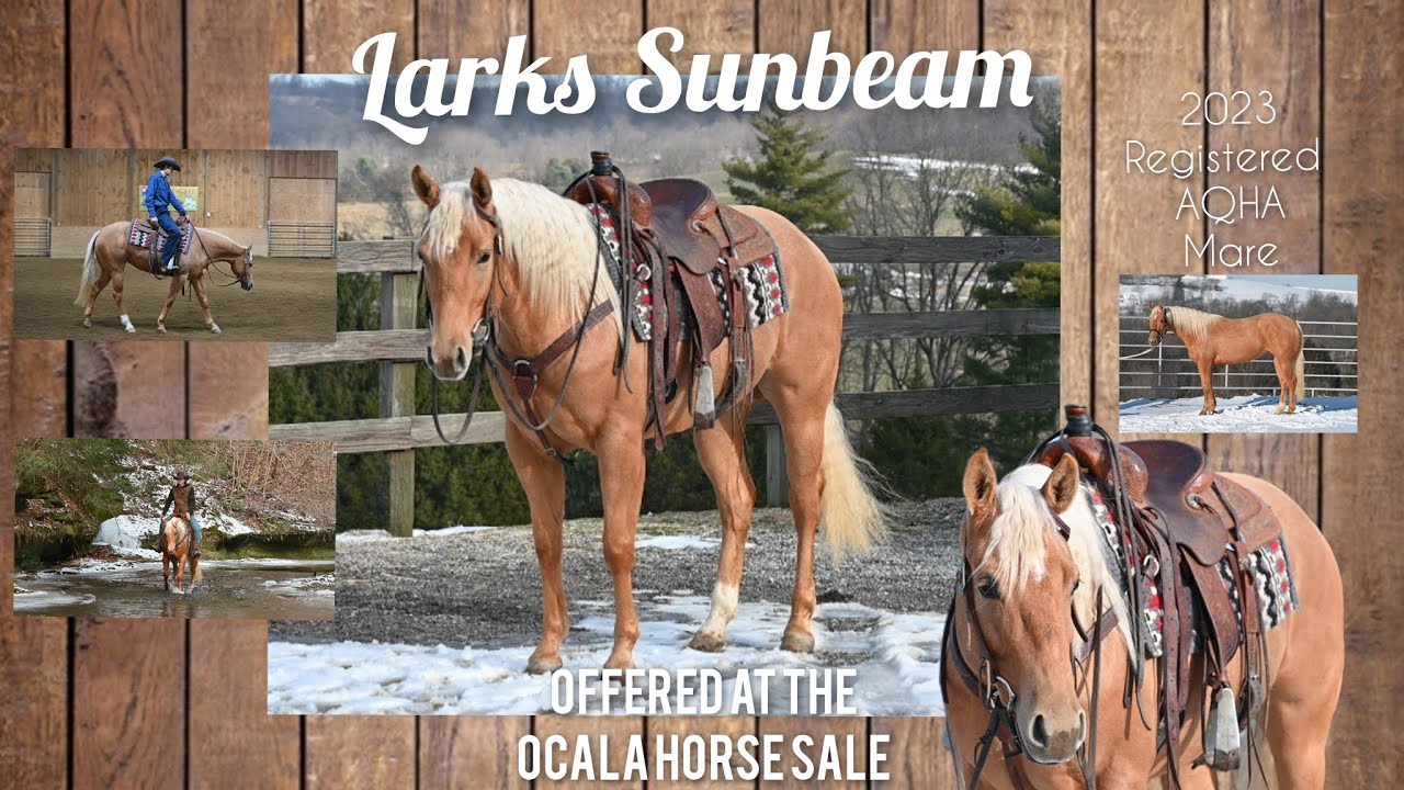 💫Larks Sunbeam💫 Available for private purchase FMI Contact Ray at 330-275-2877