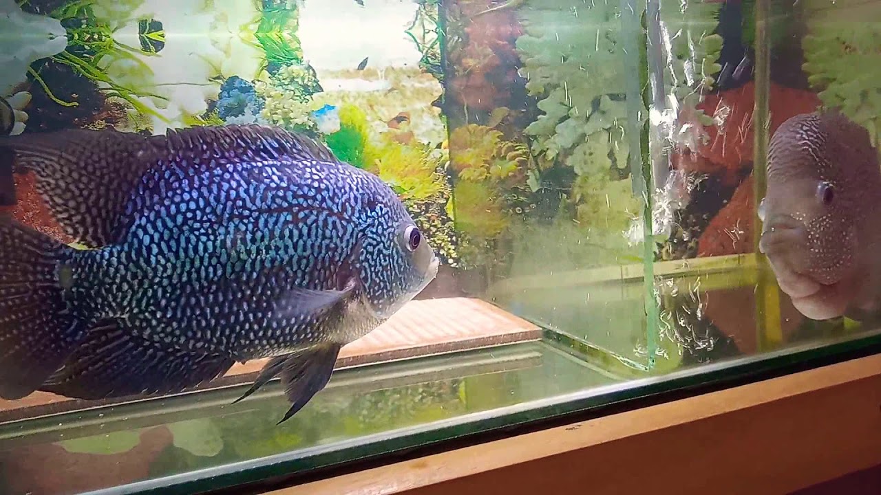proses perjodohan ikan louhan part 1