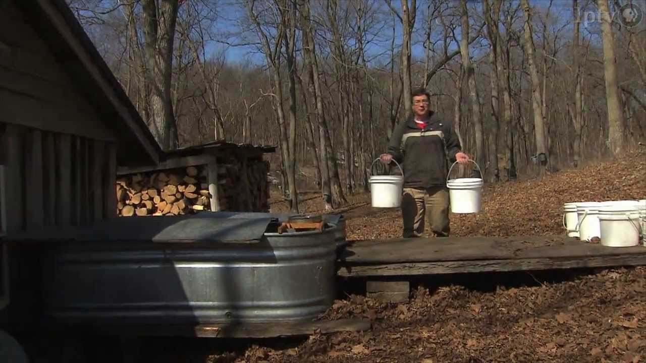 Maple Syrup Harvest, Algona, Iowa
