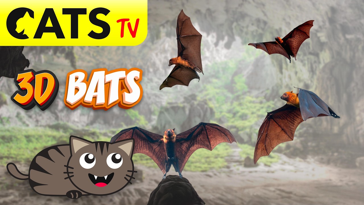 CATS TV 📺 3D Bats  🦇😻  HIDE & SEEK Games for cats 🔊 3D Sound