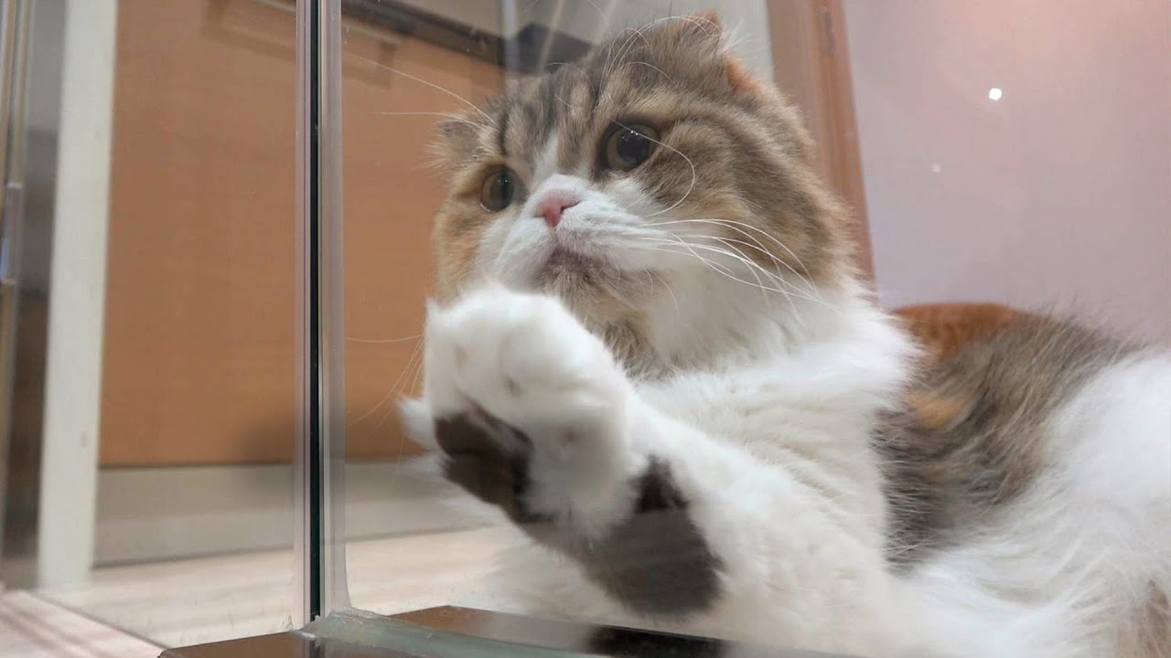 아기 고양이 츄츄를 소개합니다