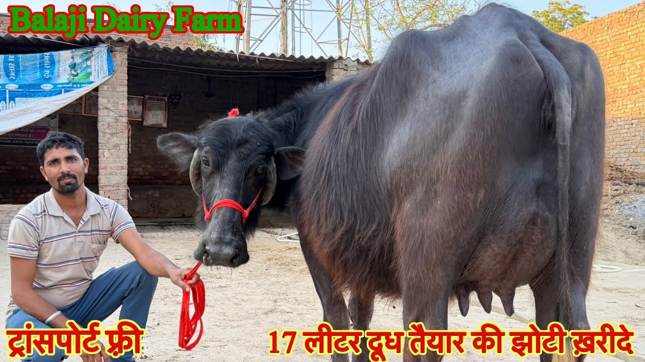 13 से 17 लीटर दूध तैयार की ✅ टॉप की झोटिया ख़रीदे 🏆 15 Buffalo For Sale 😱ट्रांसपोर्ट फ़्री 🎉#animals