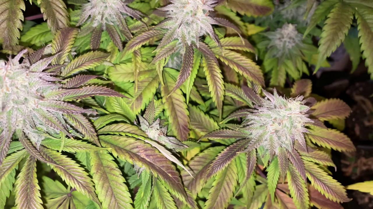 Blackberry kush & Blueberry-Harvest Day