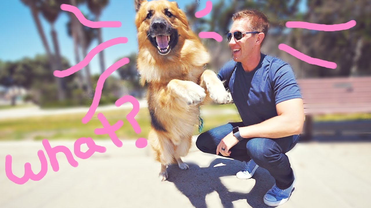 Homeless German Shepherd Dog Screams Like a Person When He Sees Ocean First Time! (Amazing Reaction)