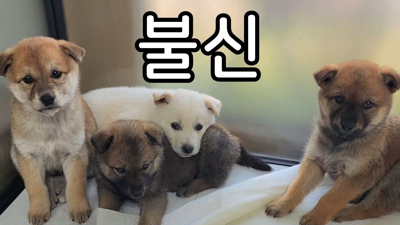 네 꼬맹이들 임시보호 시작합니다!