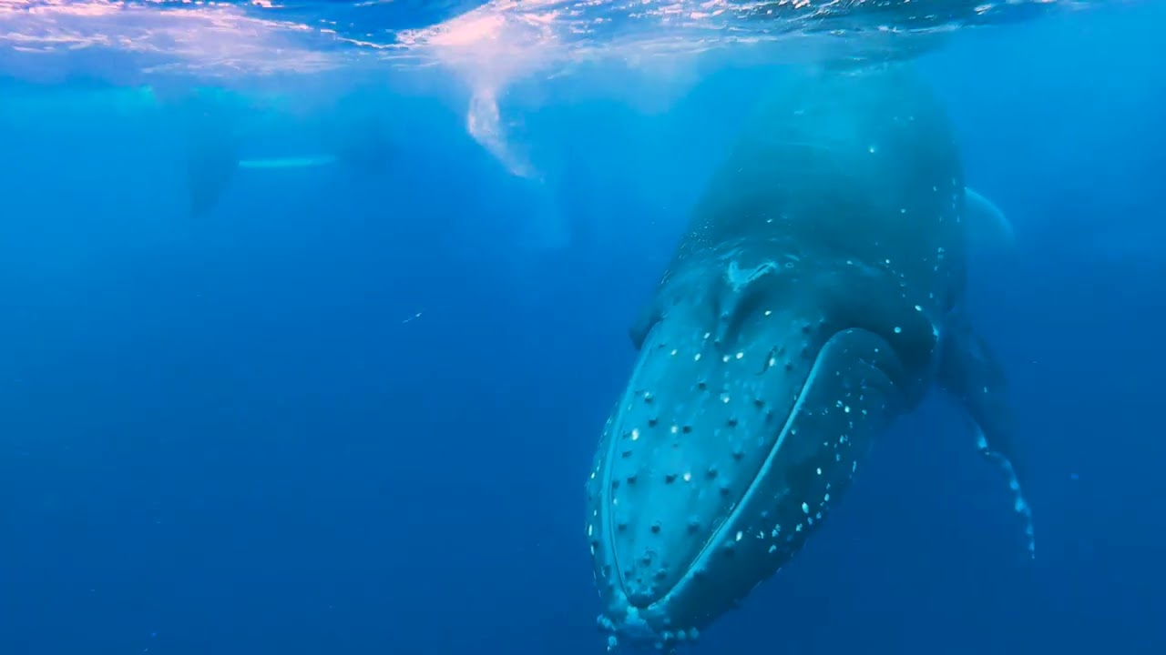 Very close encounter with humpback whale family!