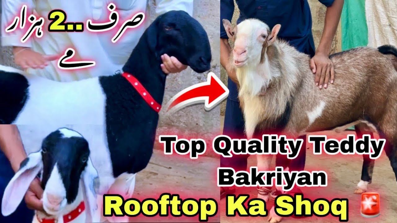 Rooftop Par Karachi Ka Shoqeen Ka Shoq ❤️ | Mandi Se Sasta Bakra For Qurbani 2026 | Bakra Mandi 