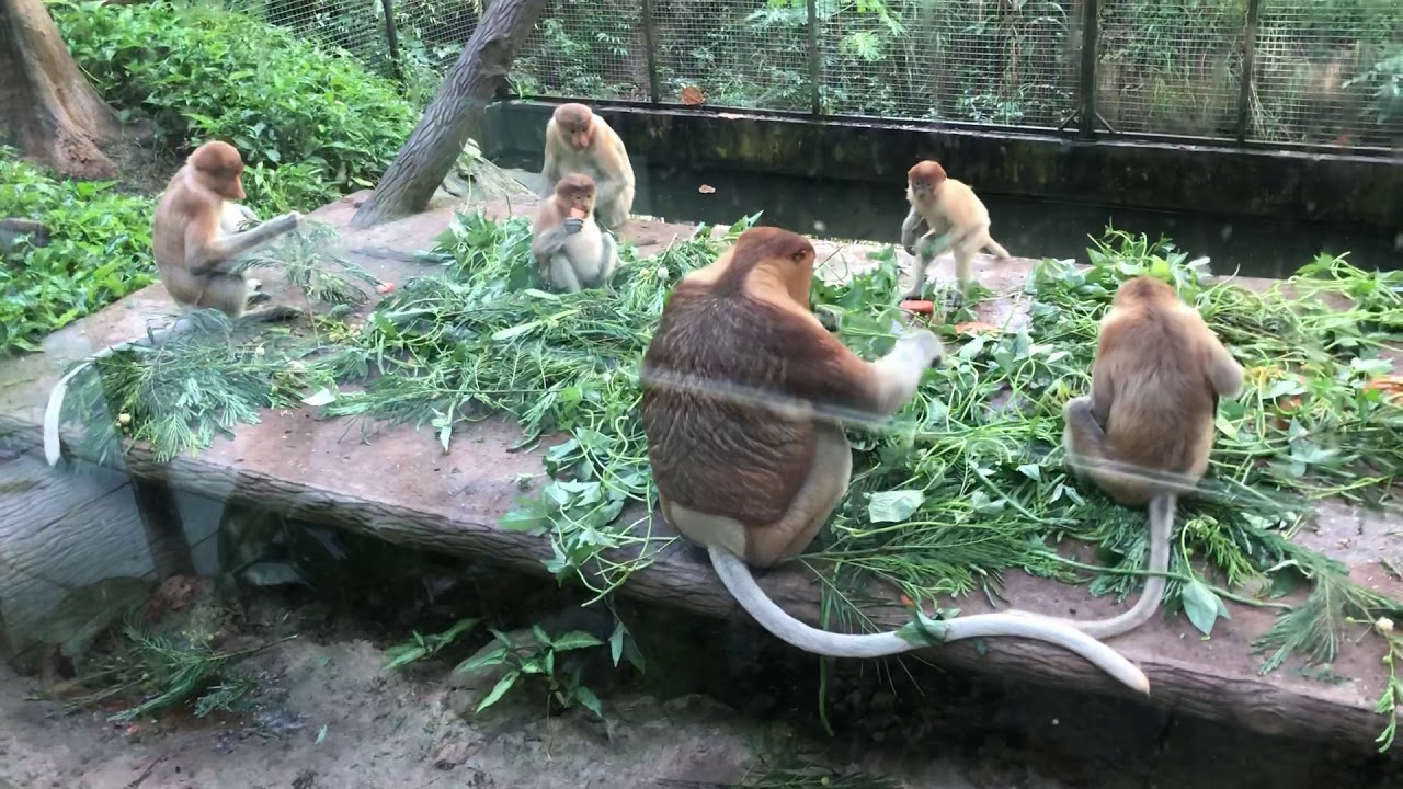 Proboscis monkey feeding time