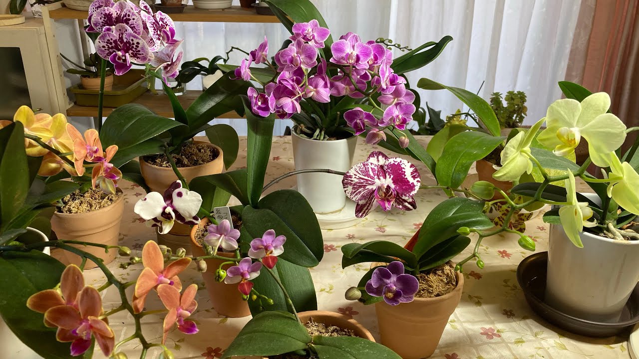 胡蝶蘭60 今年の花芽挽回法をお話しします❣️沢山お花が咲きました🌸