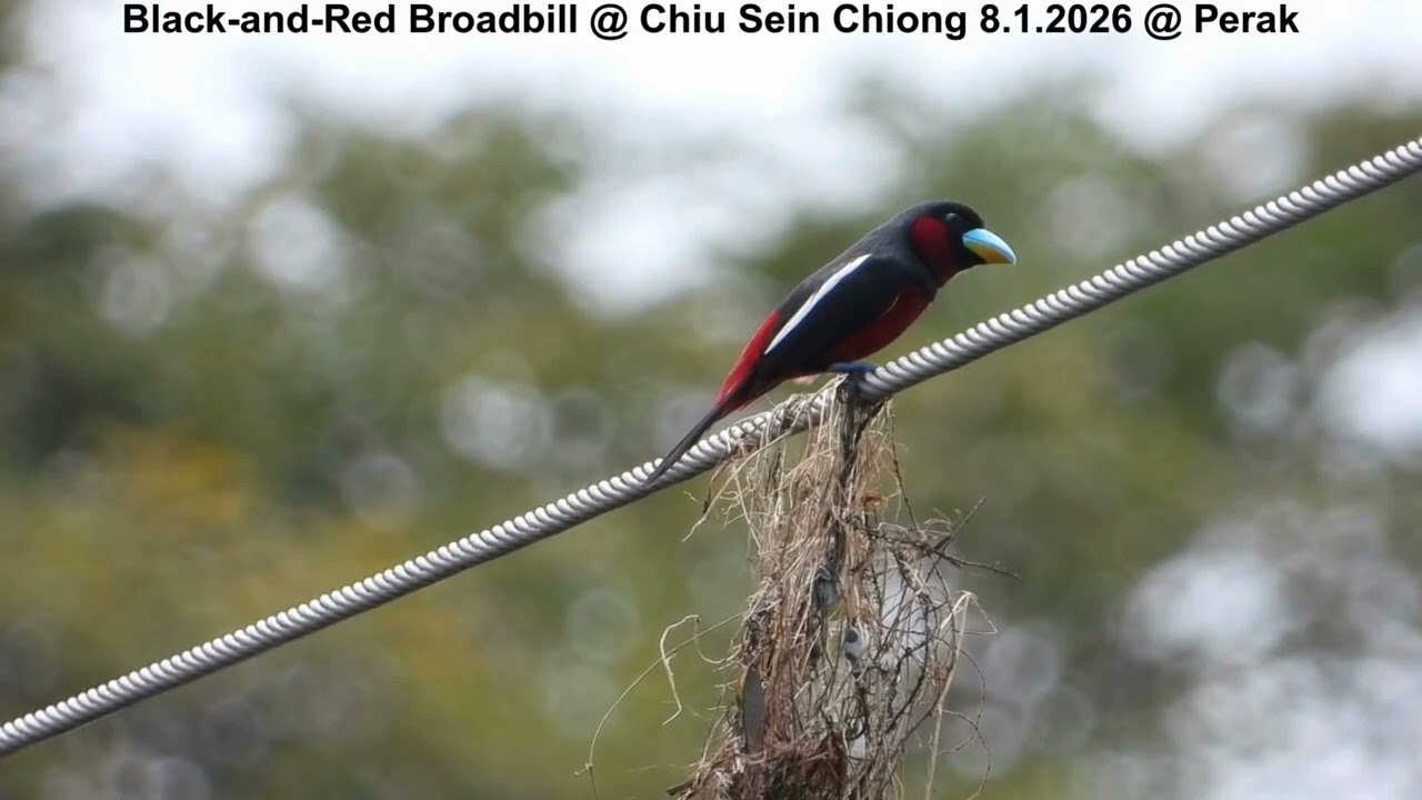 Black-and-Red Broadbill @ Chiu S C DSCN1410
