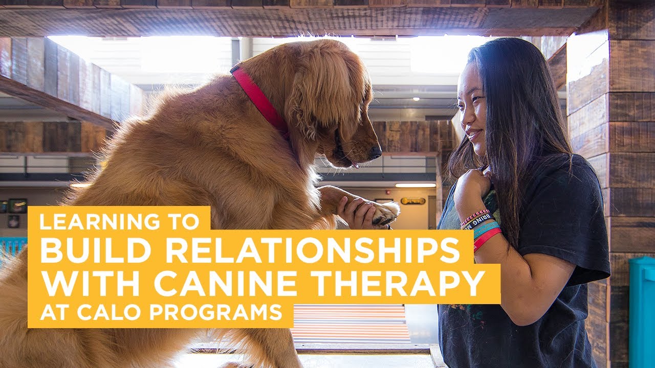 Canine Therapy at Calo