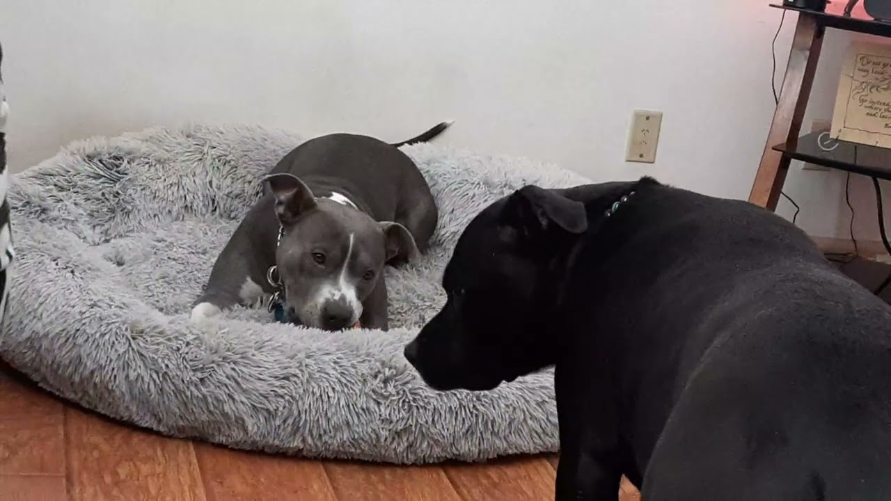 Gypsy n Raine ❤️🐾, playing w/ ball 