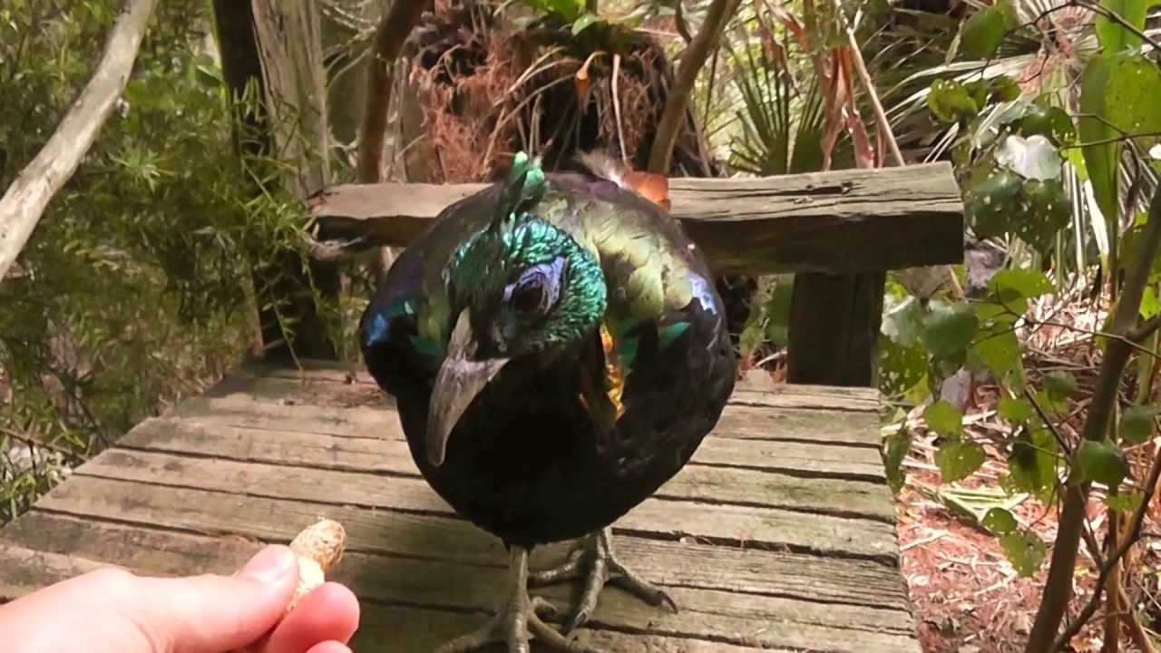 Hand feeding an Himalayan Monal (Male Adult) Beautiful bird