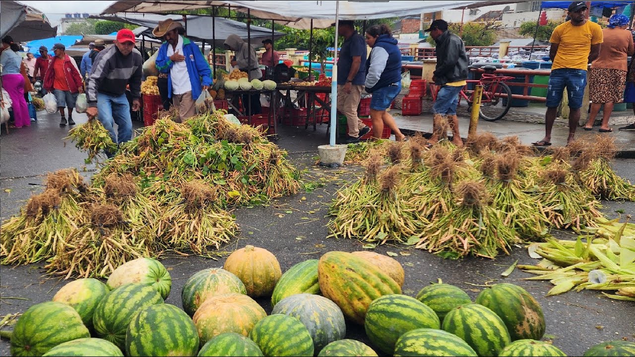 CHUVA, FEIJÃO E MILHO VERDE NA FEIRA EM CRUZES DE PANELAS-PE