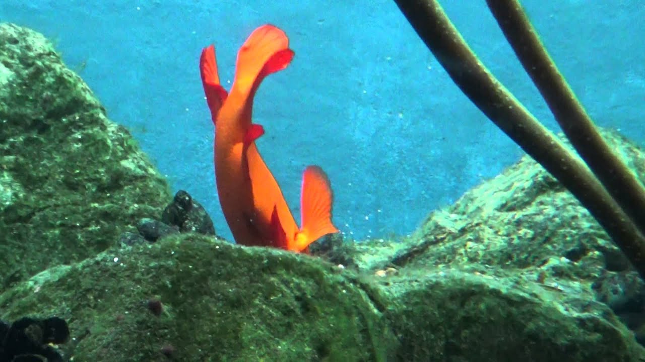 Garibaldi fish