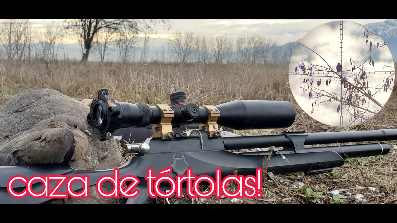 Caceria de t&oacute;rtolas y caza de conejo con guaches/ rifle pcp m25/incre&iacute;bles tiros/#viajeroscazaypesca