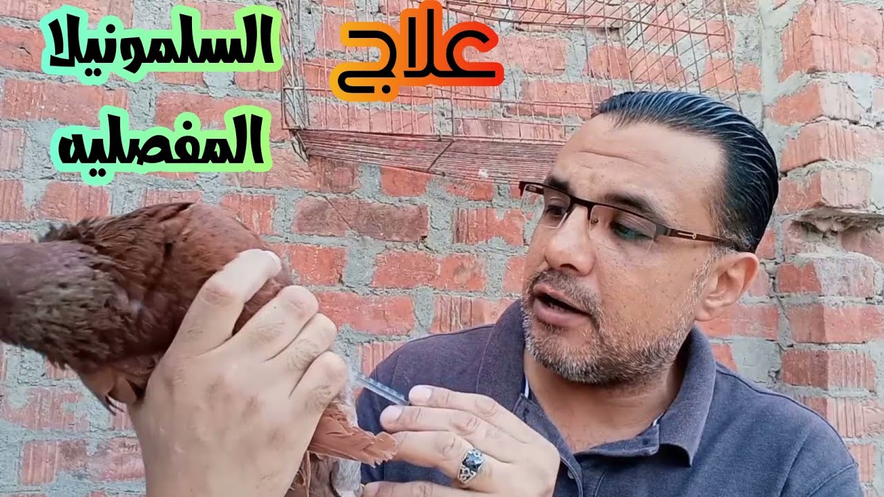 علاج السلمونيلا المفصليه|البراتيفويد عند الحمام