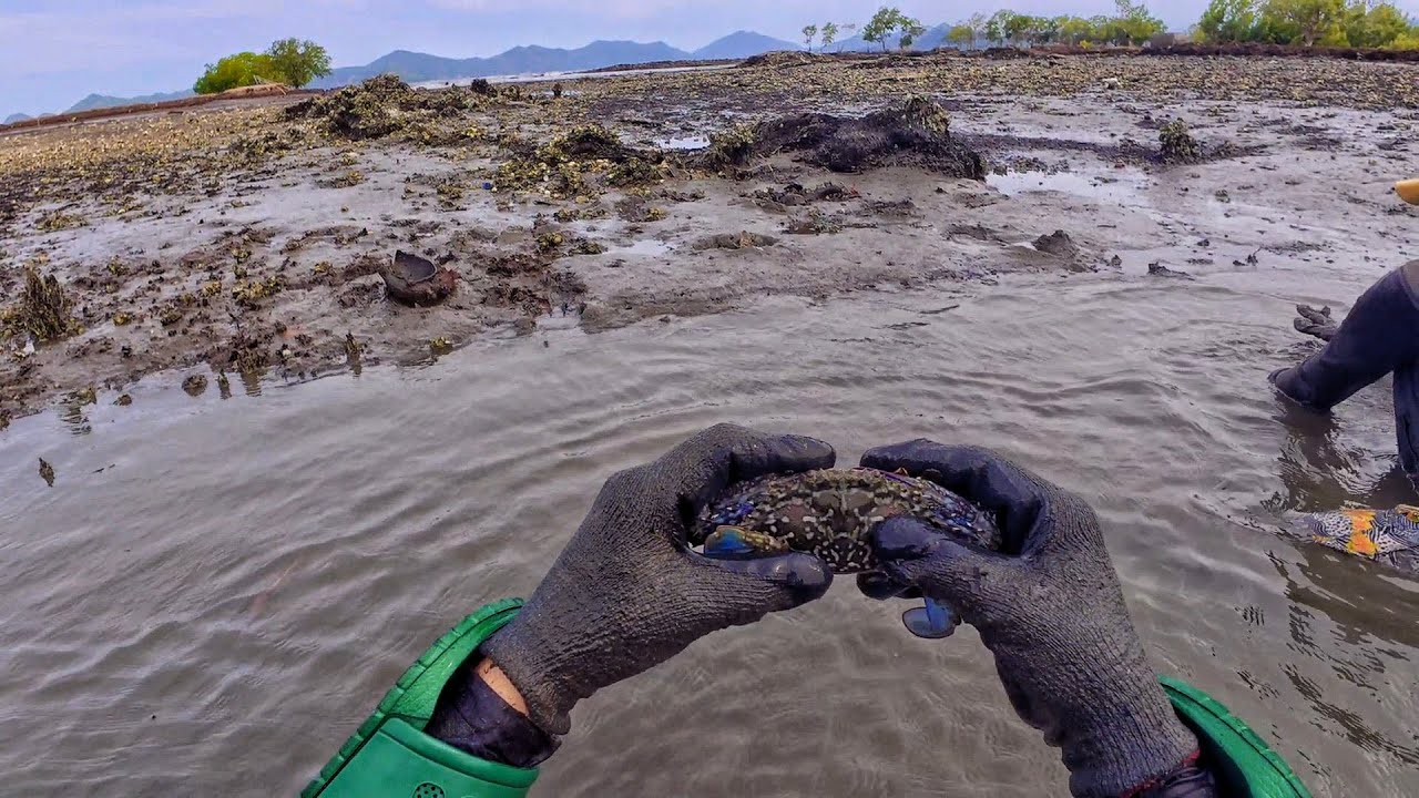 Catching crabs and clams in an abandoned pond | catch and cook | Na kagat pa nga❗